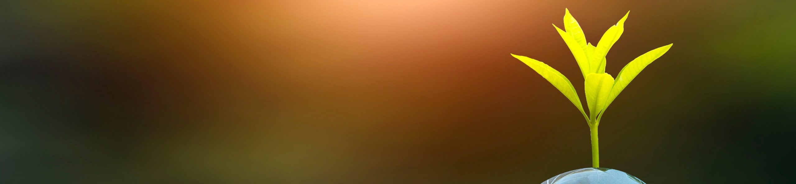 Núcleo de Investigación en Sustentabilidad Agroambiental (NISUA)​